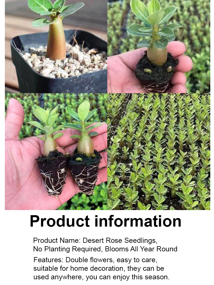 【Blooms in 25 Days】Desert Rose Bulb with Shoots 🌺 | Survives -20°C to40°C | Blooms 300 Days a Year | 100-Year Lifespan | 100% Growth Guarantee