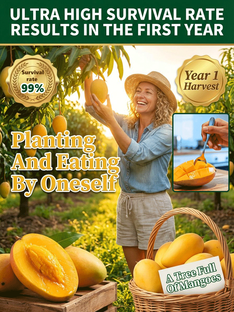 🥭 Cold Hardy Dwarf Mango Tree - 99% Survival Rate - Year 1 Harvest - Grow Anywhere in UK 🏠