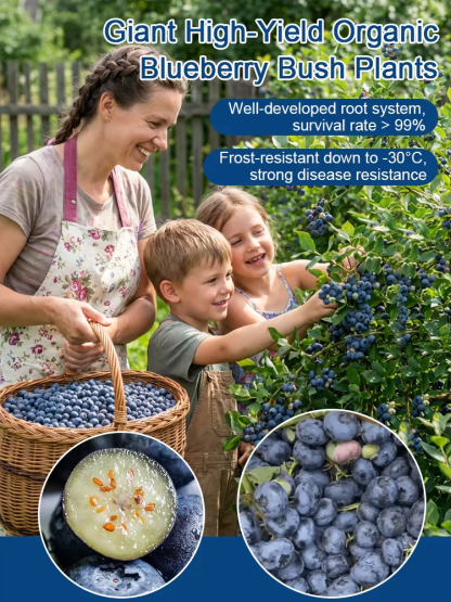No Fruit, Full Refund |Giant Organic Blueberry Tree 🫐 | 2-Year Established Plant | Harvest This June | Hardy | 10kg Yield | Eye Health 🌿