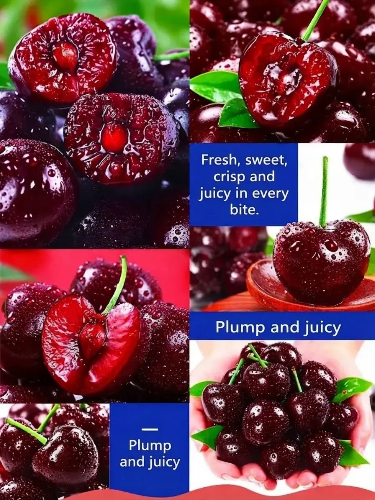 【No Fruit❓Full Refund❗】Regina Sweet Cherry Tree 🍒 | XXL Jumbo Fruit | 2-Year-Old Robust Sapling🌳| Harvest This May | Ideal for Balcony or Garden | Cold Hardy to -20℃