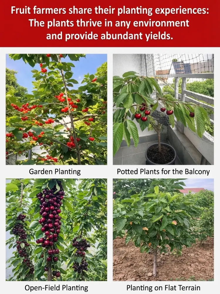 【No Fruit❓Full Refund❗】Regina Sweet Cherry Tree 🍒 | XXL Jumbo Fruit | 2-Year-Old Robust Sapling🌳| Harvest This May | Ideal for Balcony or Garden | Cold Hardy to -20℃