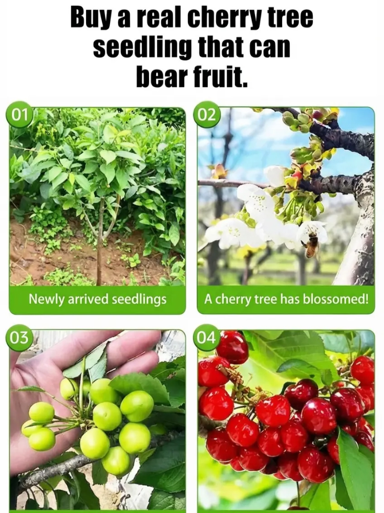 【No Fruit❓Full Refund❗】Regina Sweet Cherry Tree 🍒 | XXL Jumbo Fruit | 2-Year-Old Robust Sapling🌳| Harvest This May | Ideal for Balcony or Garden | Cold Hardy to -20℃