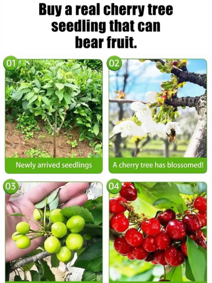 【No Fruit❓Full Refund❗】Regina Sweet Cherry Tree 🍒 | XXL Jumbo Fruit | 2-Year-Old Robust Sapling🌳| Harvest This May | Ideal for Balcony or Garden | Cold Hardy to -20℃