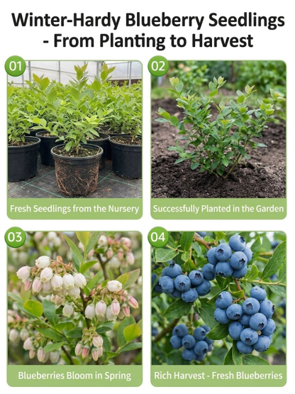 No Fruit, Full Refund |Giant Organic Blueberry Tree 🫐 | 2-Year Established Plant | Harvest This June | Hardy | 10kg Yield | Eye Health 🌿