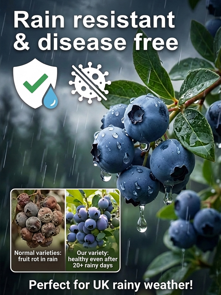 No Fruit, Full Refund |Giant Organic Blueberry Tree 🫐 | 2-Year Established Plant | Harvest This June | Hardy | 10kg Yield | Eye Health 🌿