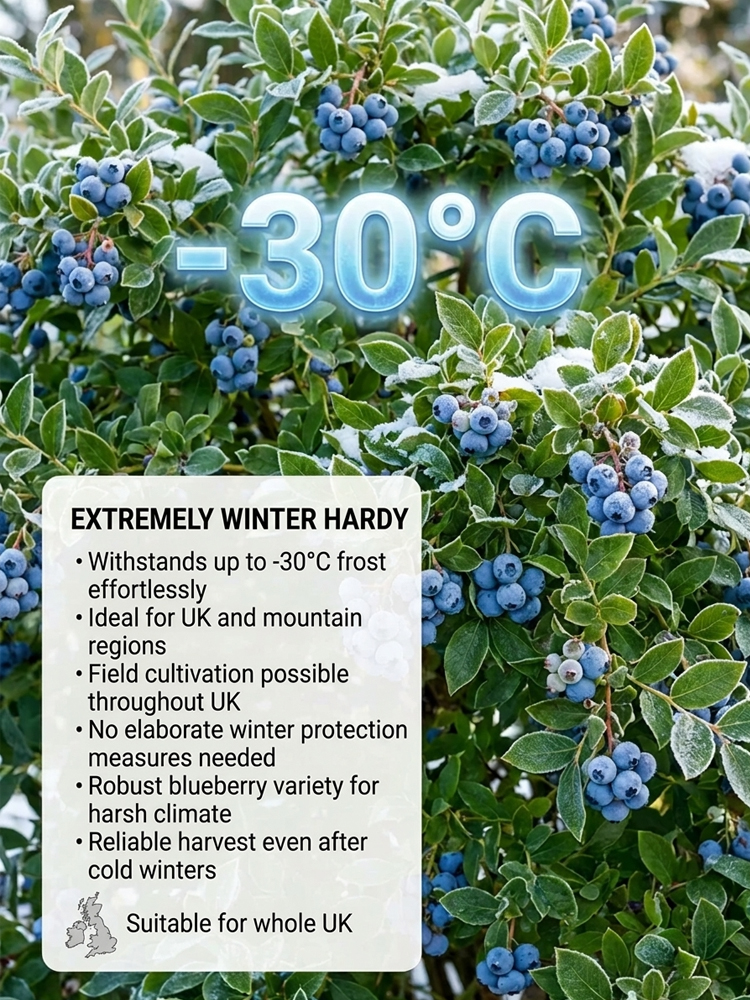 No Fruit, Full Refund |Giant Organic Blueberry Tree 🫐 | 2-Year Established Plant | Harvest This June | Hardy | 10kg Yield | Eye Health 🌿