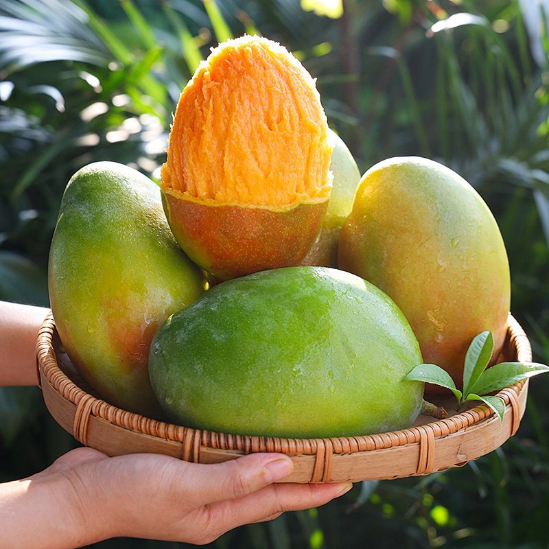 🥭 Cold Hardy Dwarf Mango Tree - 99% Survival Rate - Year 1 Harvest - Grow Anywhere in UK 🏠