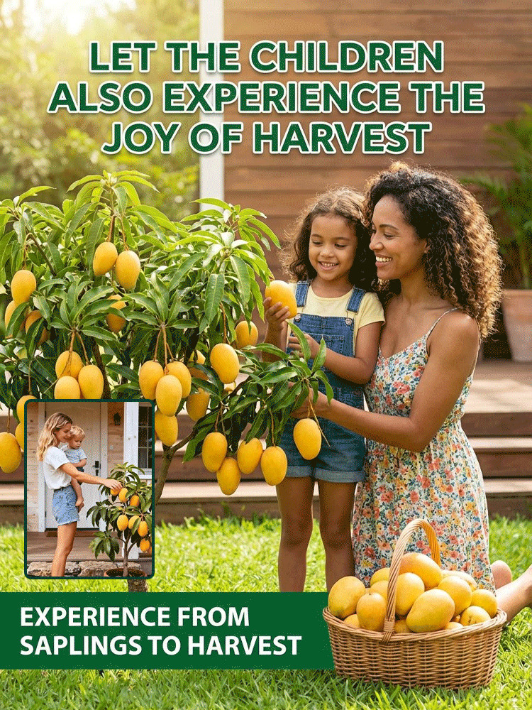 🥭 Cold Hardy Dwarf Mango Tree - 99% Survival Rate - Year 1 Harvest - Grow Anywhere in UK 🏠