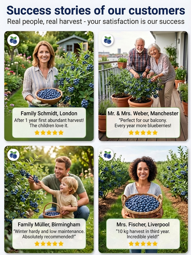 No Fruit, Full Refund |Giant Organic Blueberry Tree 🫐 | 2-Year Established Plant | Harvest This June | Hardy | 10kg Yield | Eye Health 🌿