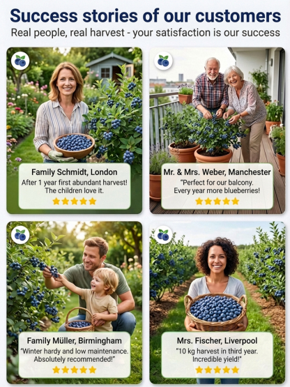 No Fruit, Full Refund |Giant Organic Blueberry Tree 🫐 | 2-Year Established Plant | Harvest This June | Hardy | 10kg Yield | Eye Health 🌿