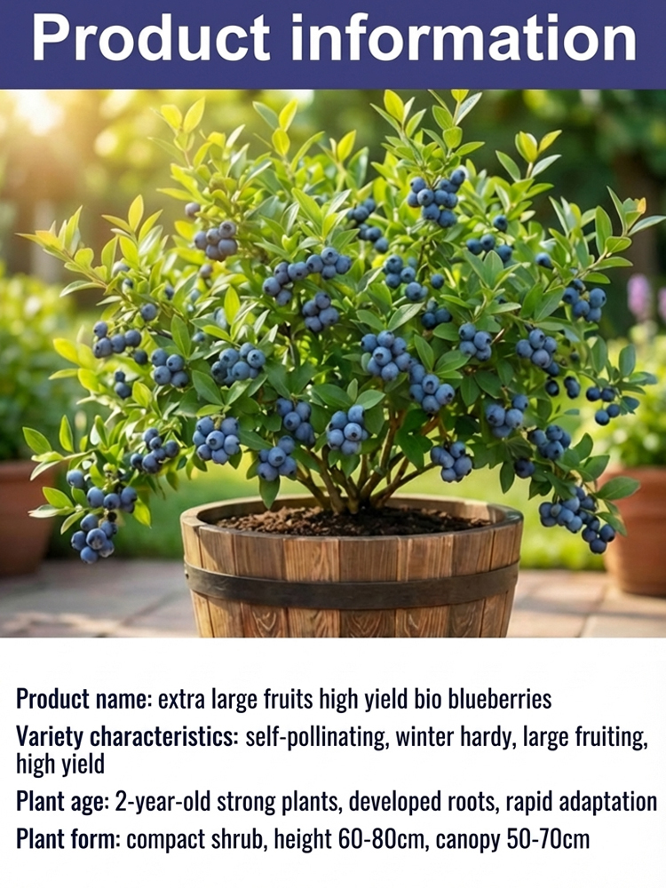 No Fruit, Full Refund |Giant Organic Blueberry Tree 🫐 | 2-Year Established Plant | Harvest This June | Hardy | 10kg Yield | Eye Health 🌿