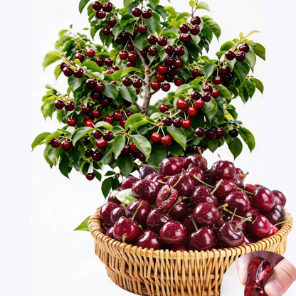 【No Fruit❓Full Refund❗】Regina Sweet Cherry Tree 🍒 | XXL Jumbo Fruit | 2-Year-Old Robust Sapling🌳| Harvest This May | Ideal for Balcony or Garden | Cold Hardy to -20℃