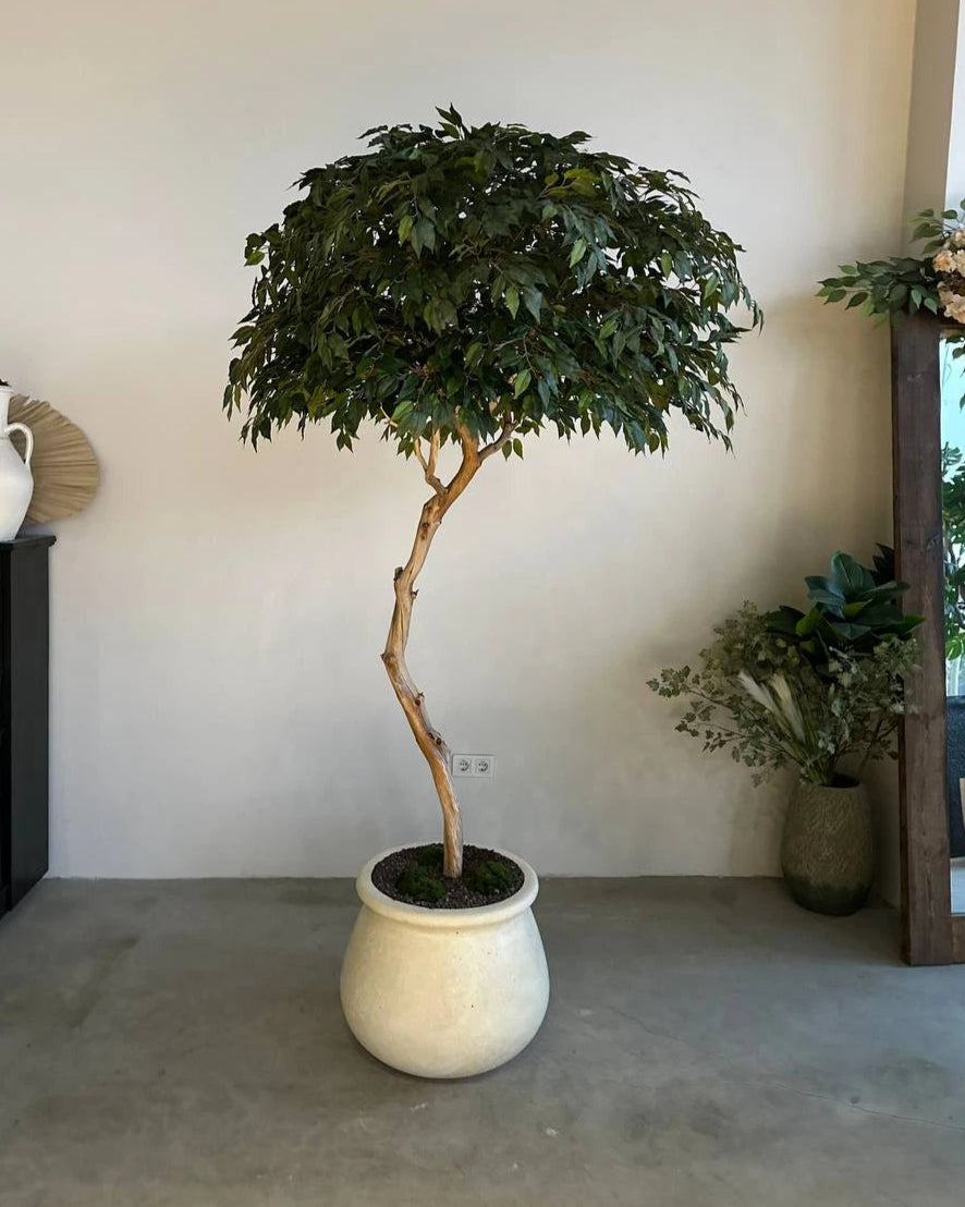 Artificial Tree Royal Benjamin