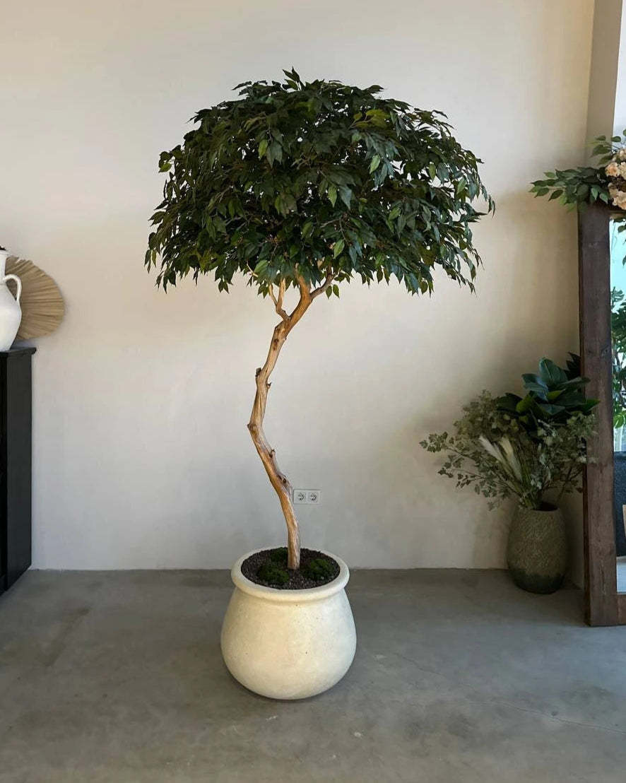 Artificial Tree Royal Benjamin