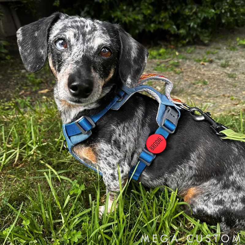 Personalized Silent Slide on Dog ID Tag with Design Custom Dog Name Collar Tag Silicone Dog AirTag Holder Cute Popular Pet ID Tags