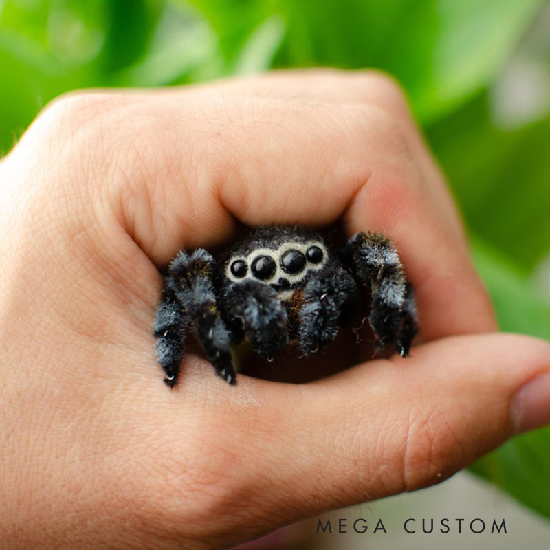 Needle Felted Jumping Spider Toy Poseable Wool Sculpture