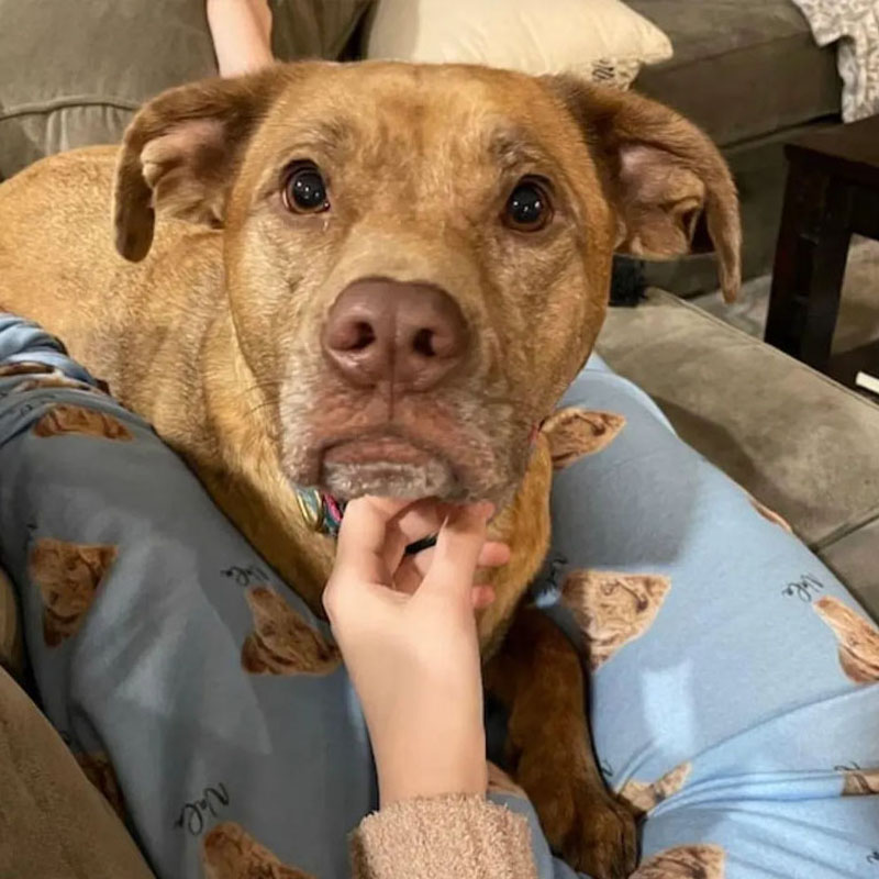 Personalized Pet Lover Pet Photo Name and Dog Head Pajamas