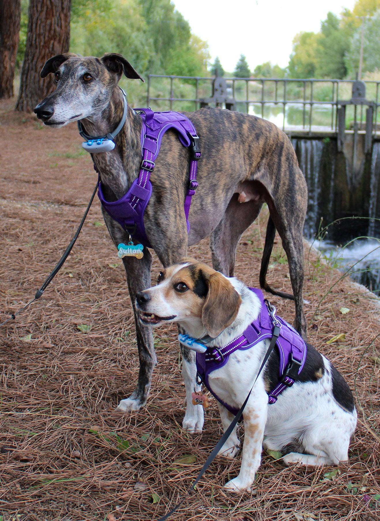 ColorPop Escape Proof Tactical Dog Harness