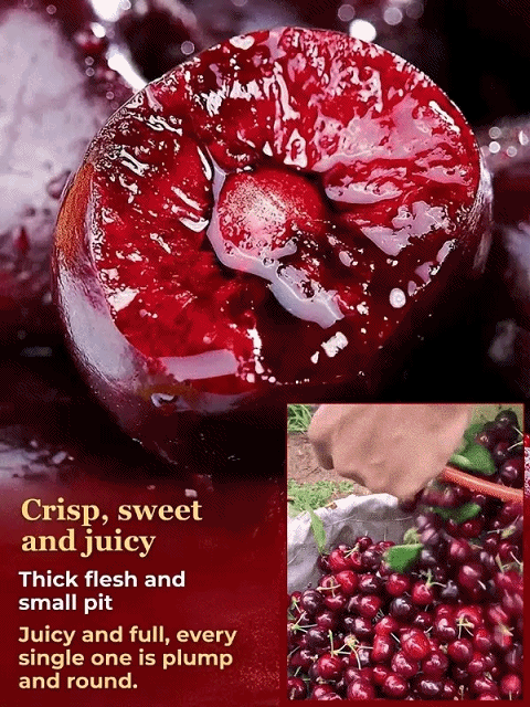 【No fruit, full refund】2-Year-Old Improved Early-Maturing Cherry Tree Saplings 🍒 | Fruits in First Year 🚀 | Self-Pollinating 🐝 | Suitable for Pots ✅ | Live Guarantee✅