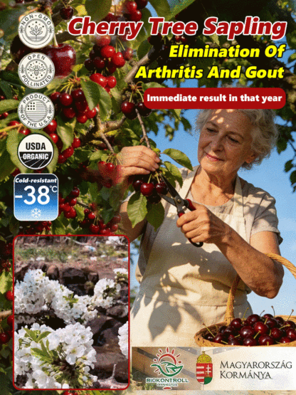 Cherry seedlings that can bear fruit in the same year, producing fruit quickly.