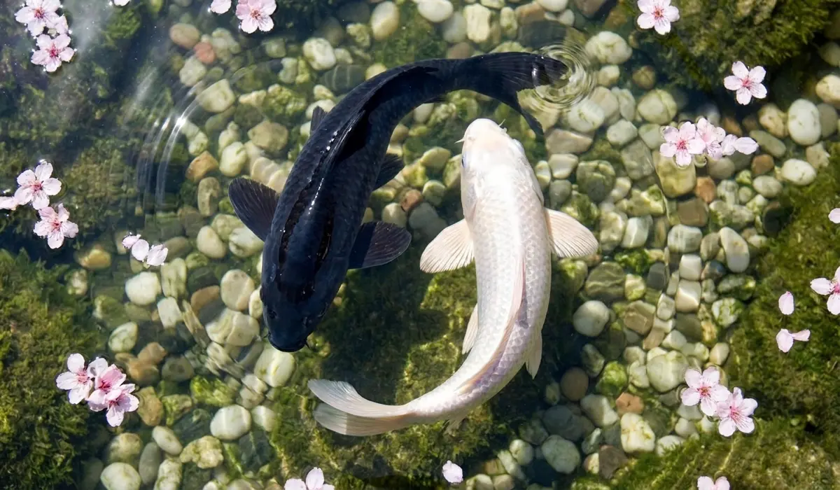 Overhead view of black and white koi fish forming a perfect Yin Yang symbol in a calm pond, representing dualistic harmony and Taoist philosophy.