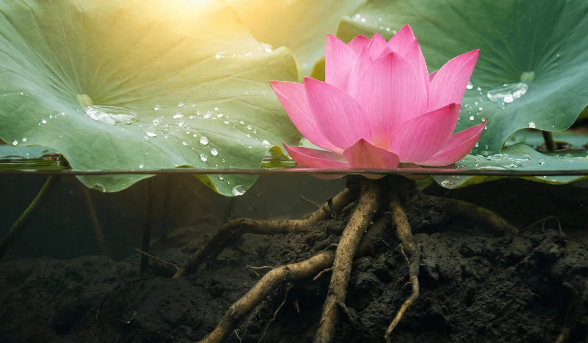 A lotus flower rising from muddy water, a visual metaphor for spiritual awakening and resilience.