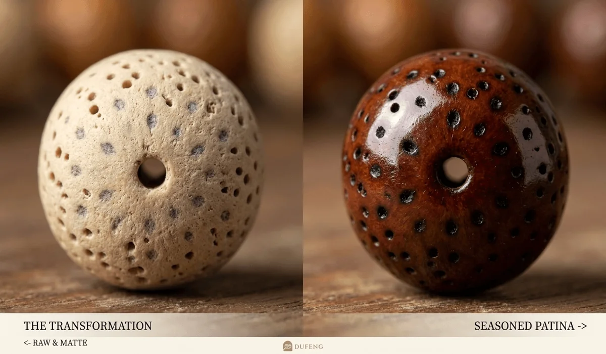 A comparison between a new light-colored Bodhi seed and a deeply aged, dark reddish-brown Bodhi seed showing the natural patina process.