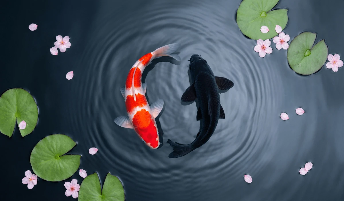 Two Koi fish swimming in a Yin Yang circle in a peaceful Zen pond, representing the balance of opposing forces and mental fortitude.