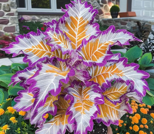 【Multiple colors available】Caladium gardening seeds
