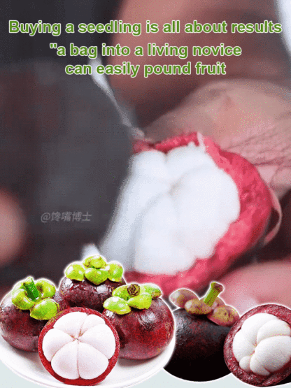 【One month of results】Fruit Queen Mangosteen seedlings