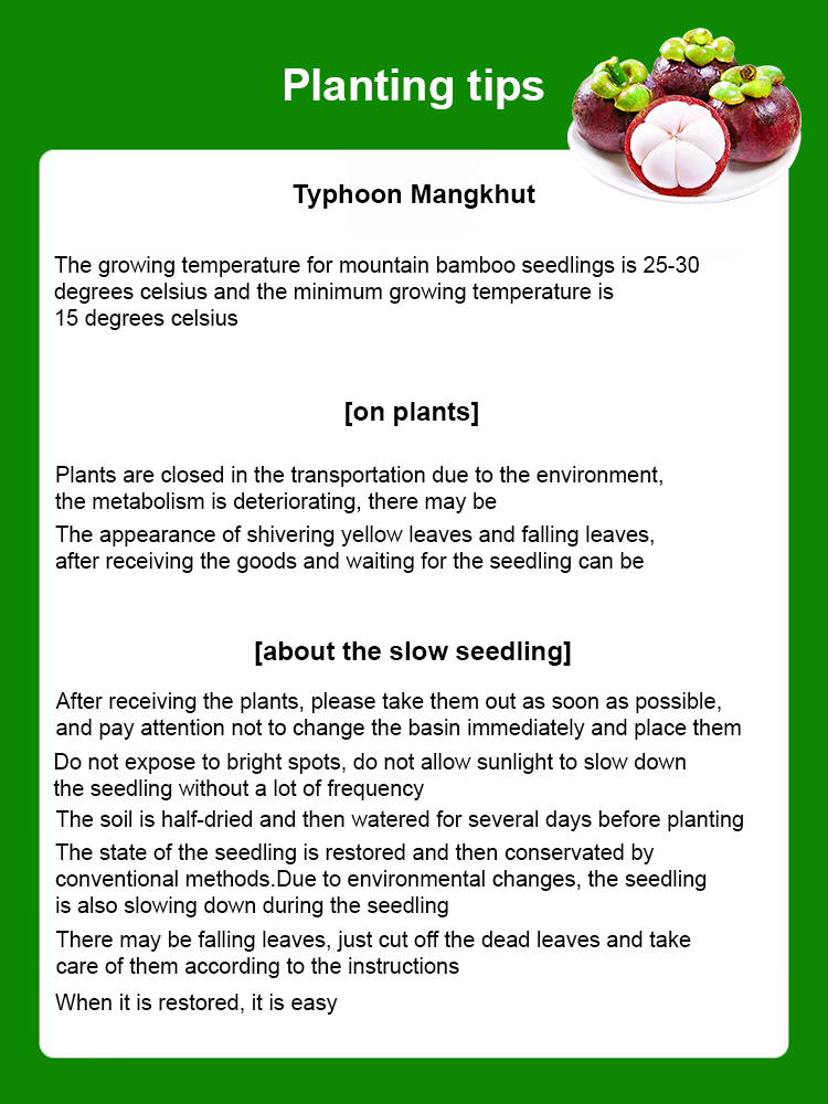 【One month of results】Fruit Queen Mangosteen seedlings