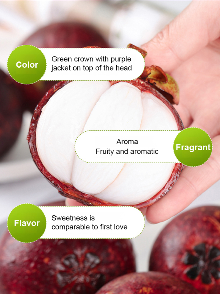 【One month of results】Fruit Queen Mangosteen seedlings