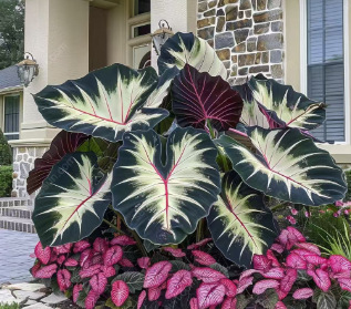 【Multiple colors available】Caladium gardening seeds