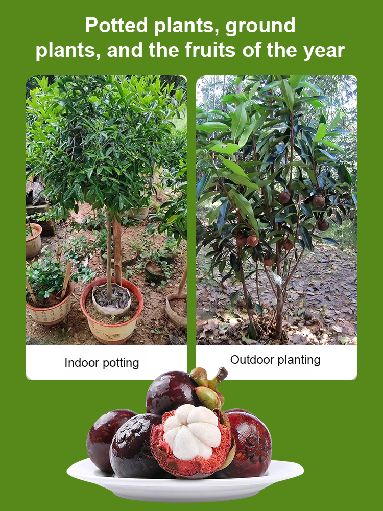 【One month of results】Fruit Queen Mangosteen seedlings