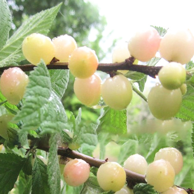 【Annual Results】Cherry Saplings 🌱Anthocyanin Content Three Times That of Regular Cherries