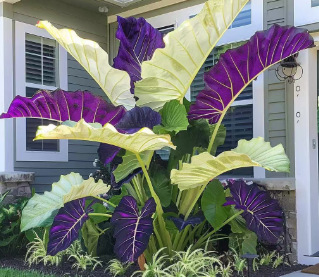 【Multiple colors available】Caladium gardening seeds