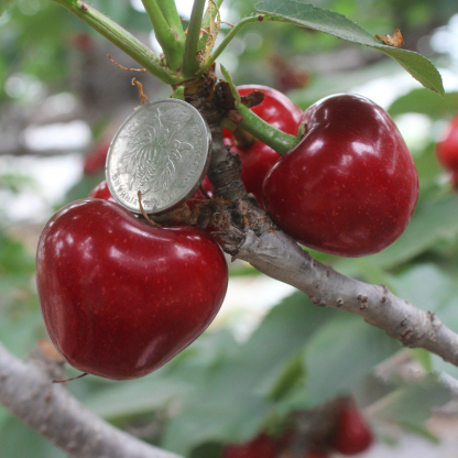 【Annual Results】Cherry Saplings 🌱Anthocyanin Content Three Times That of Regular Cherries