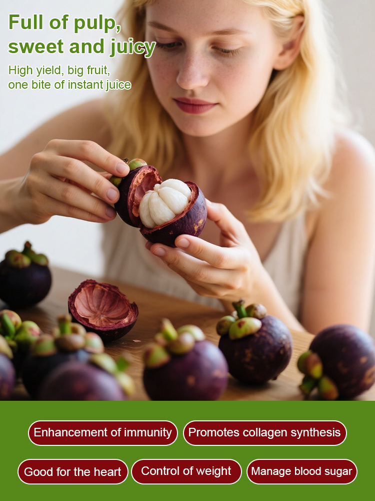 【One month of results】Fruit Queen Mangosteen seedlings