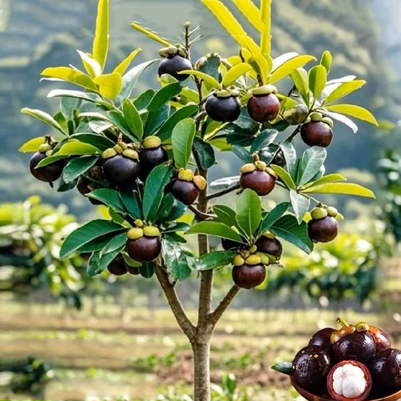 【One month of results】Fruit Queen Mangosteen seedlings