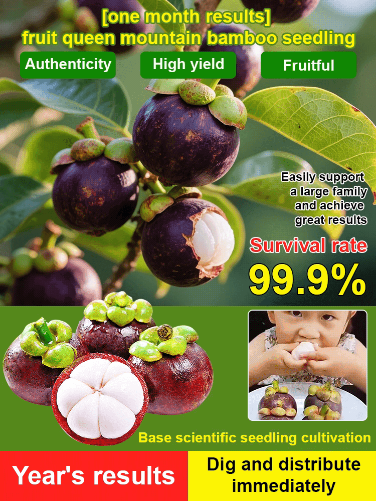 【One month of results】Fruit Queen Mangosteen seedlings