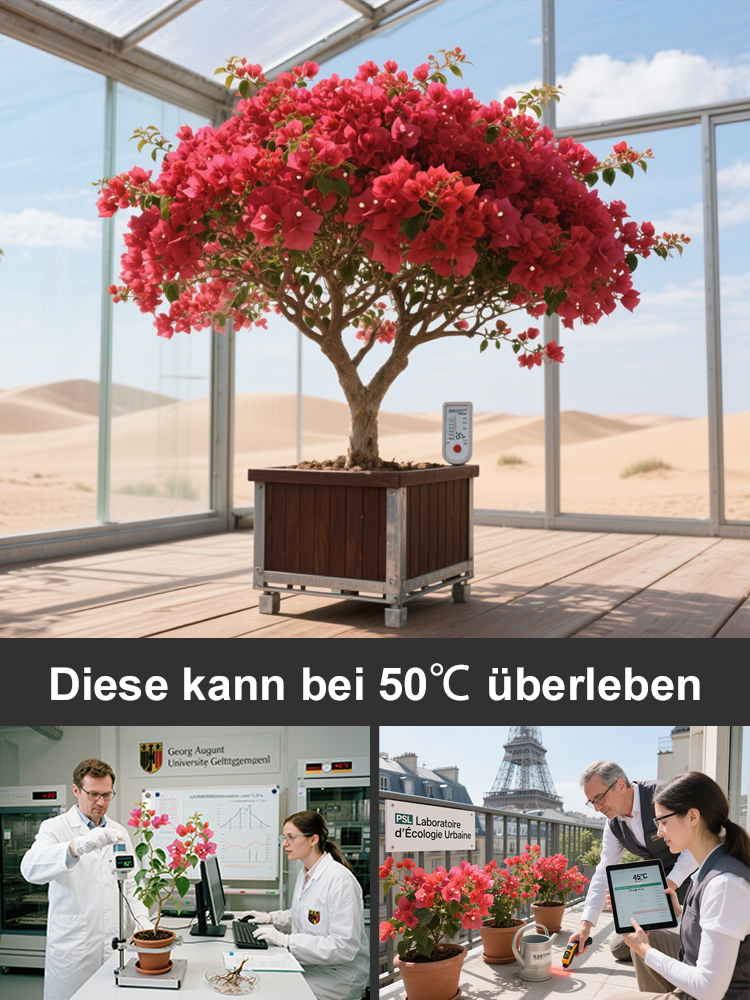 Dürretolerant und hitzebeständig】Bougainvillea-Setzlinge