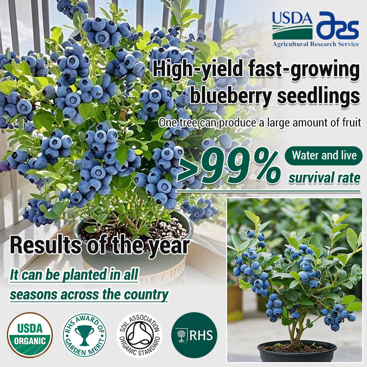 【No fruit, full refund / Easy to grow】High-yield and fast-growing blueberry seedlings
