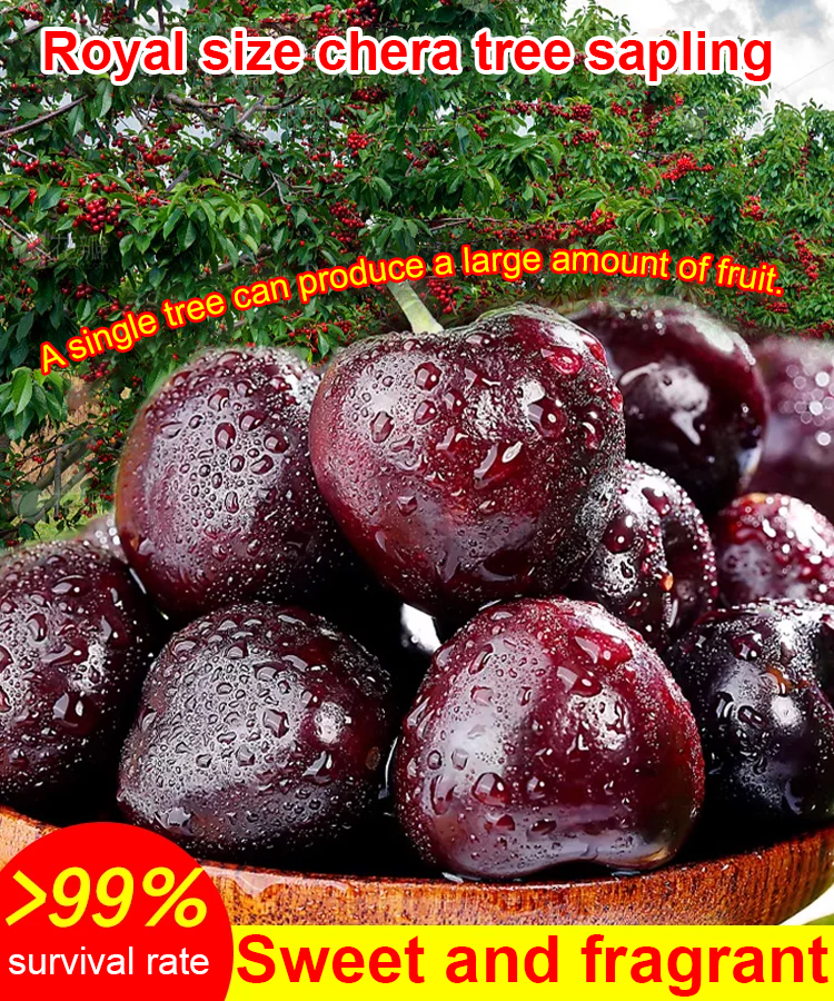 【Year-Round Results】Multi-variety survival packages for Chelsea seedlings