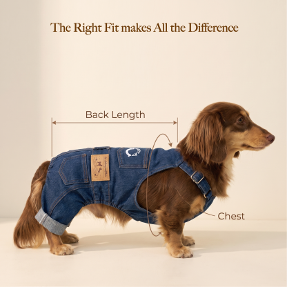 Denim Dog Overalls for Dachshund & French Bulldog | Repuuup Classic Jean Jumpsuit for Small Dogs （Especially for dachshund and french bull dogs)