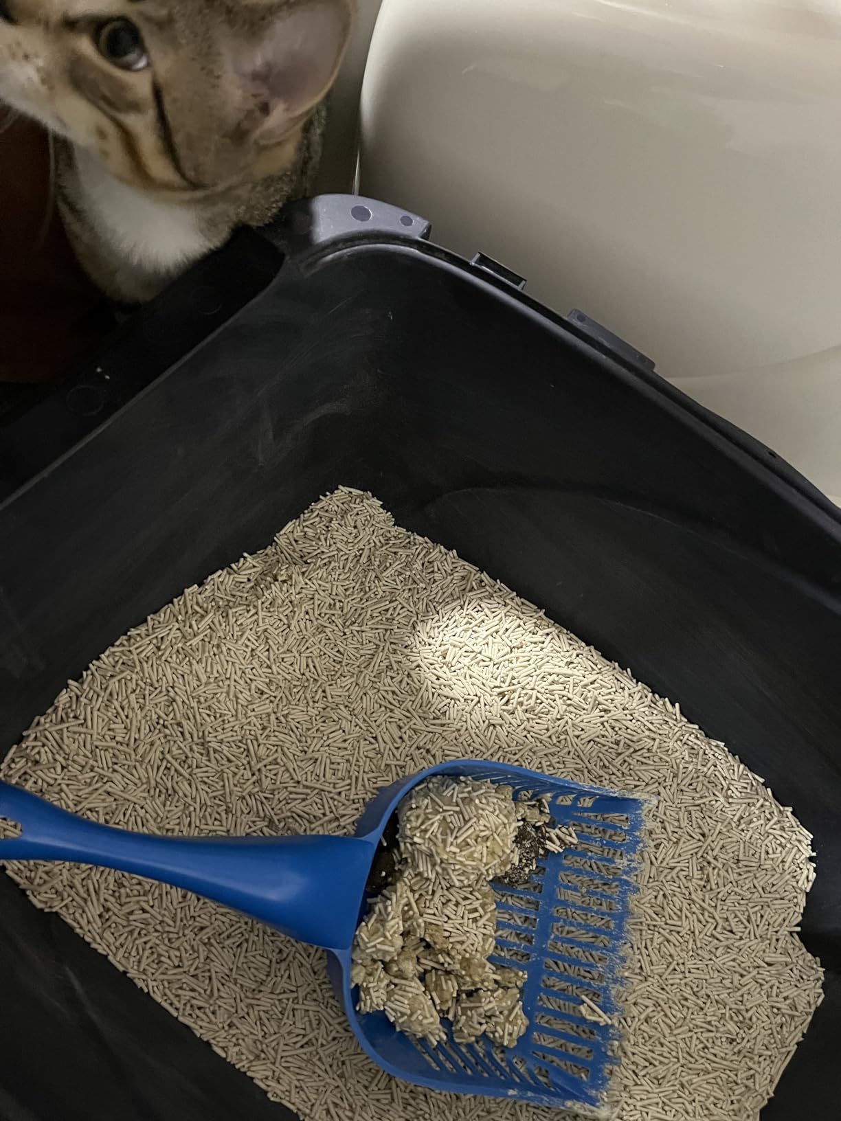 Multiple litter trays with black cat