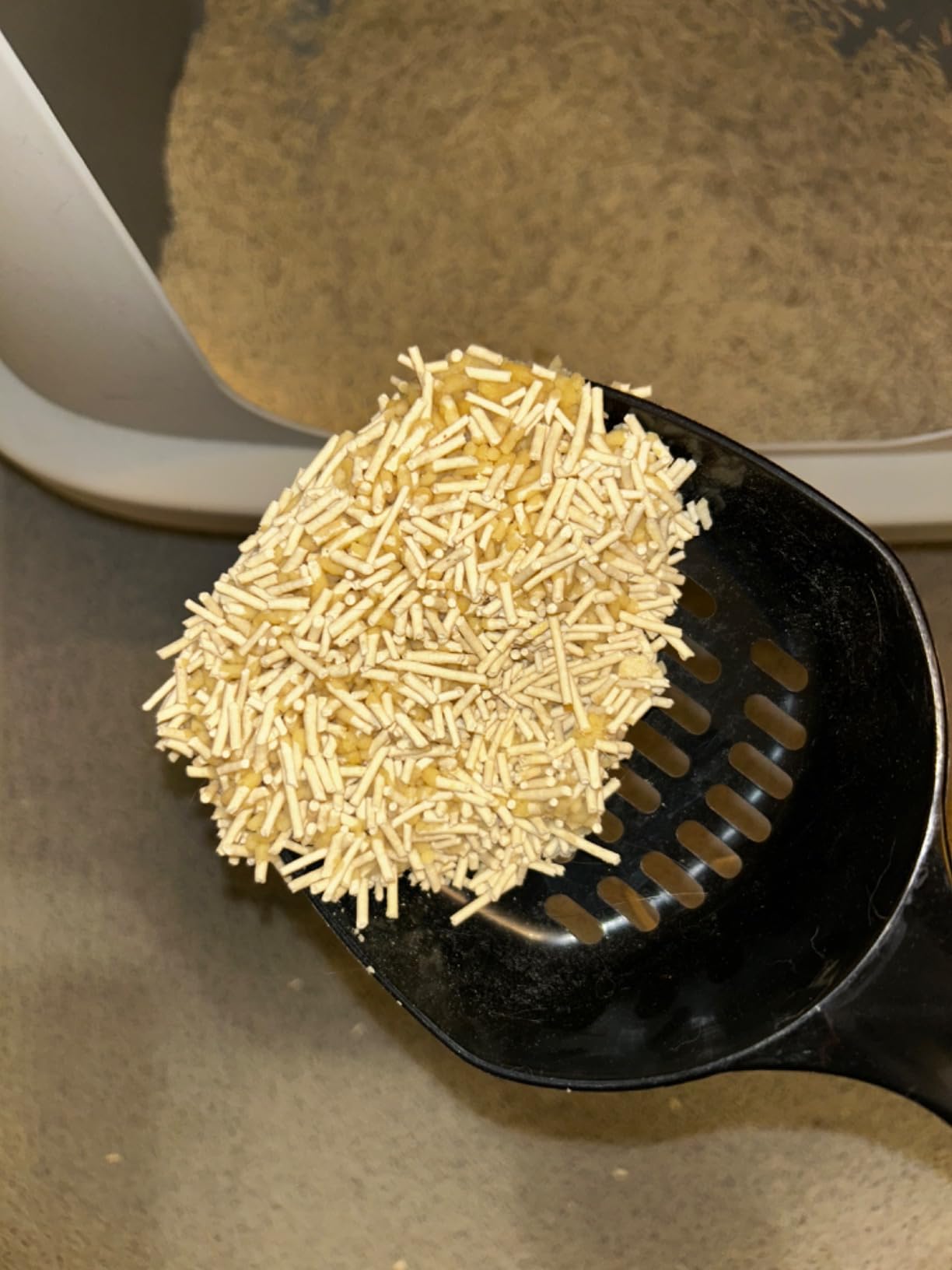 Cat using tofu litter tray