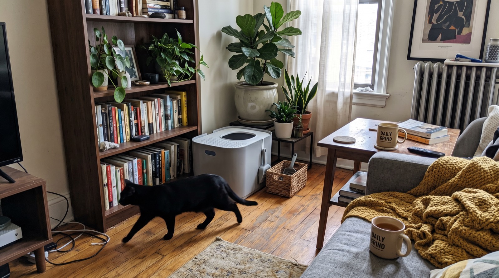 Living room litter setup with black cat