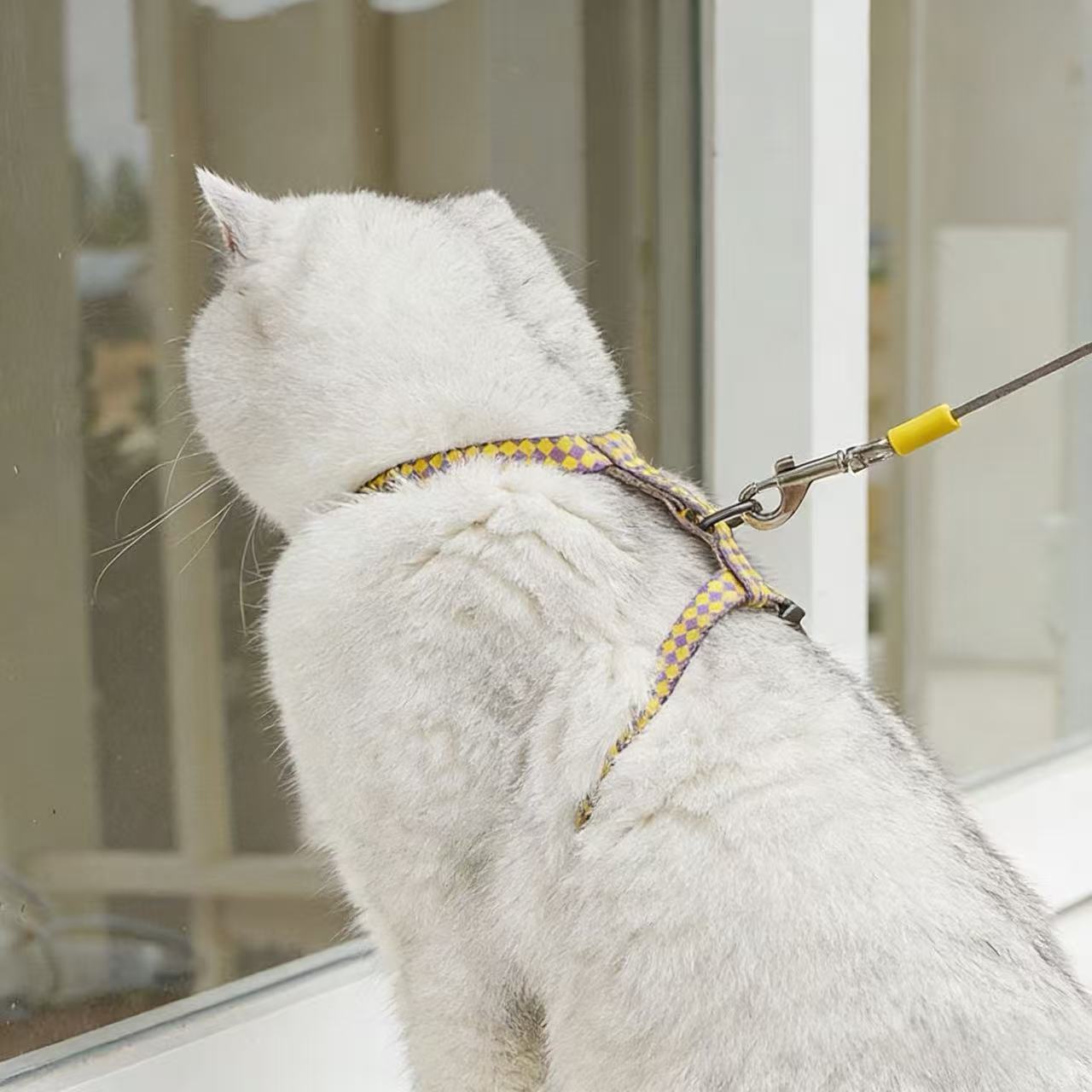 Cat and dog leashes