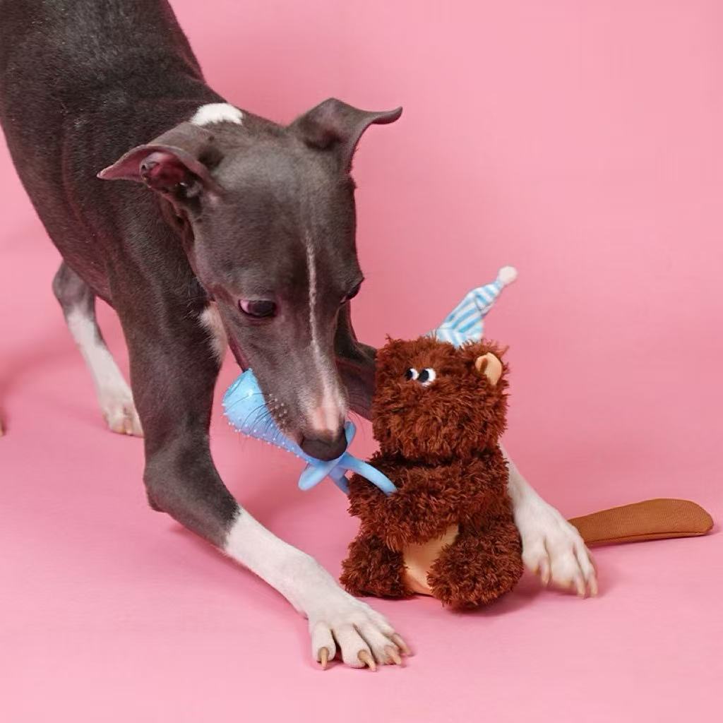 Dogs chewing on toys