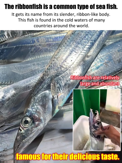 Silver band fish from the North Atlantic🎊 Crispy and flavorful, even the bones are crunchy✨ No preservatives added🎈 Rich in protein and Omega-3🚀 Order now and get buy one, get two free🚀